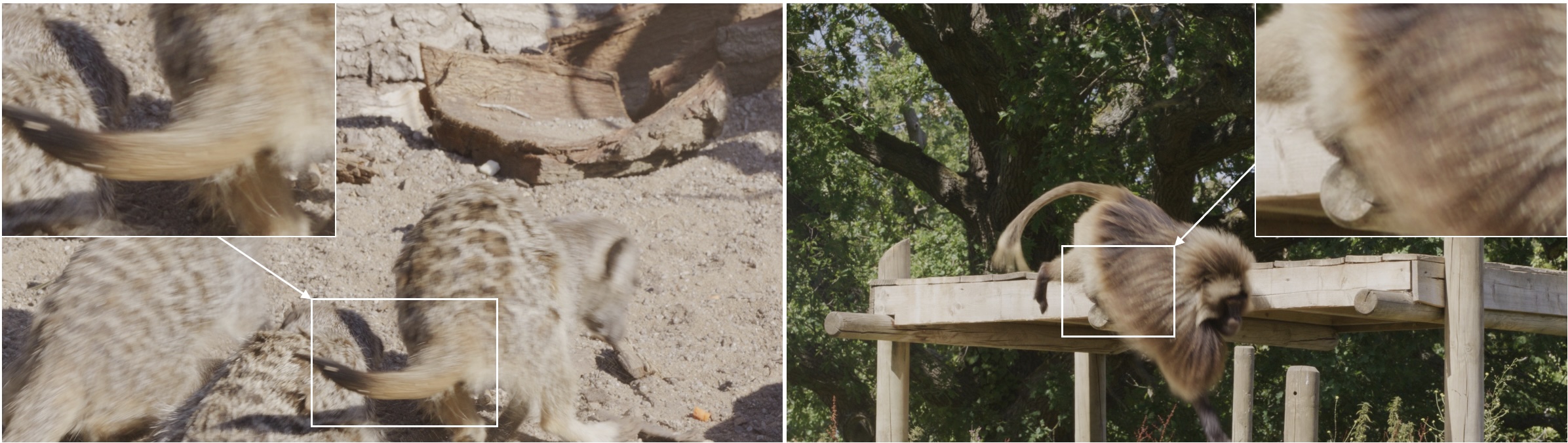 Motion blur examples: meerkat running (left) and gelada jumping down (right)